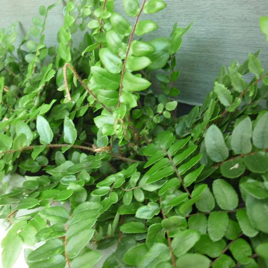 Image of Sickle leaf fern