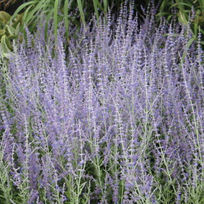 Image of Russian Sage