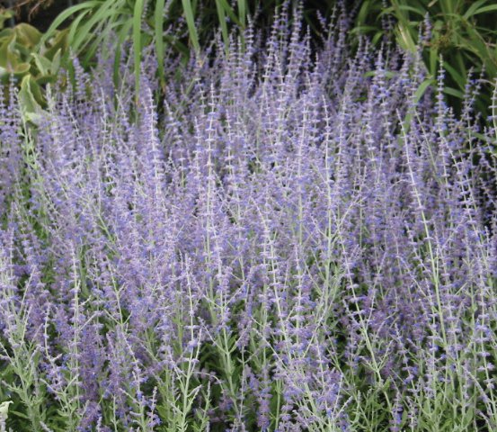 Image of Russian Sage