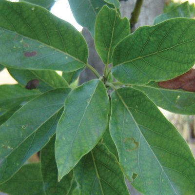 Image of Avocado