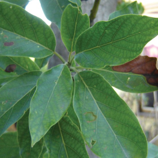 Image of Avocado
