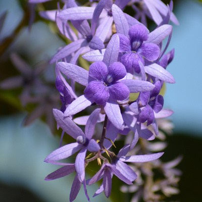Image of Sandpaper Vine