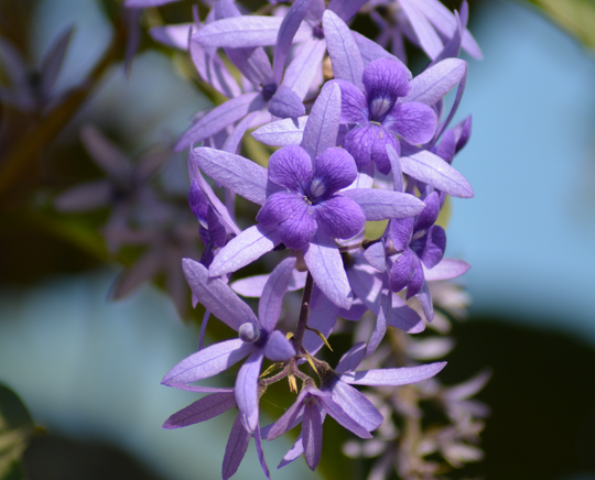 Image of Sandpaper Vine