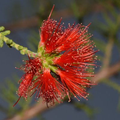 Image of Petraeomyrtus punicea