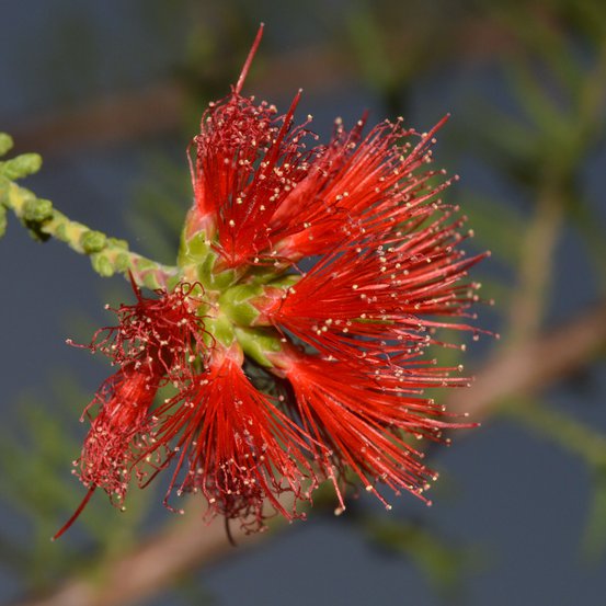 Image of Petraeomyrtus punicea