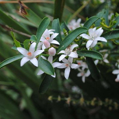 Image of Waxflower