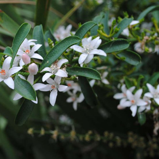 Image of Waxflower