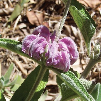 Image of Balearic Island Sage