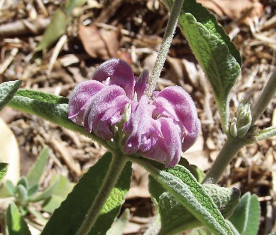 Image of Balearic Island Sage