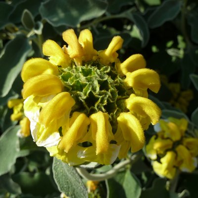 Image of Jerusalem Sage
