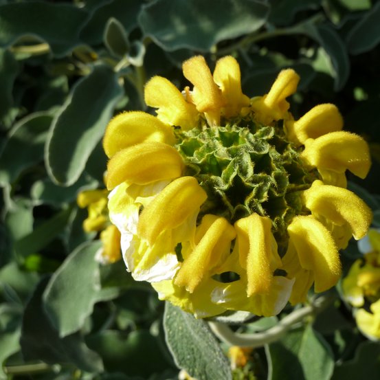 Image of Jerusalem Sage