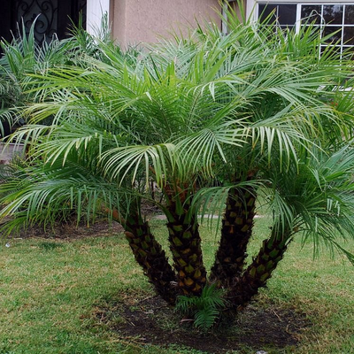 Image of Dwarf Date Palm 