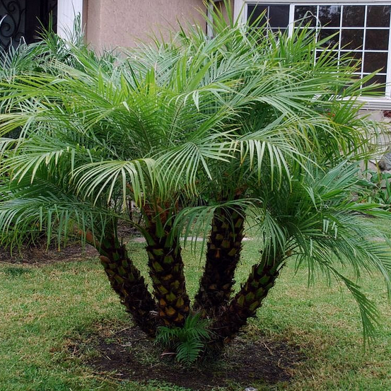 Image of Dwarf Date Palm 