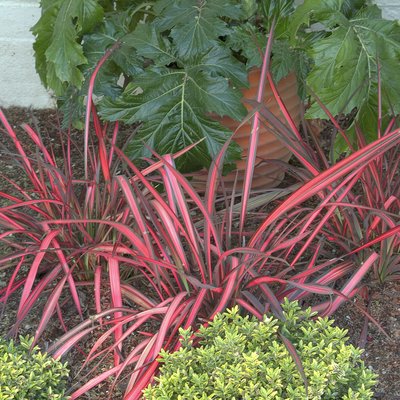 Image of Flax