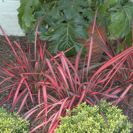 Image of Flax