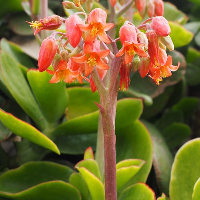 Image of Pig's Ear