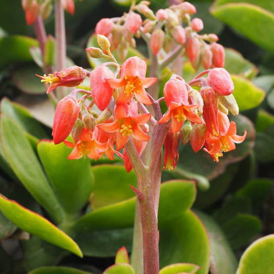 Image of Pig's Ear