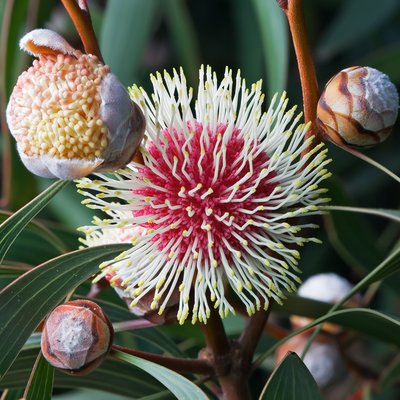 Image of Pincushion Hakea