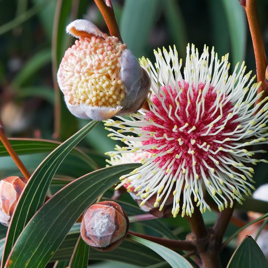 Image of Pincushion Hakea