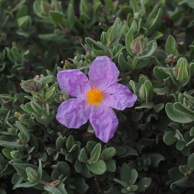 Image of Pink Rock Rose
