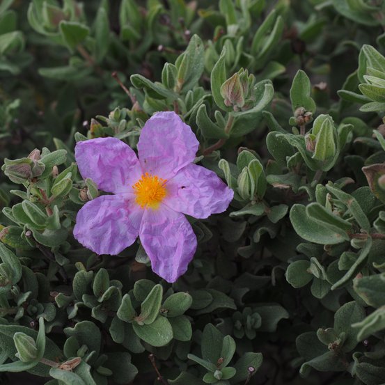 Image of Pink Rock Rose