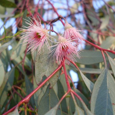 Image of Pink flowered Red Ironbark