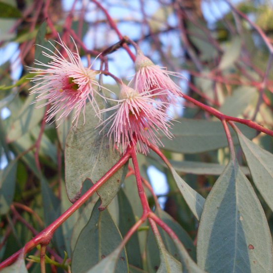Image of Pink flowered Red Ironbark