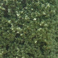 Image of Pittosporum 