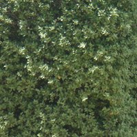 Image of Pittosporum 