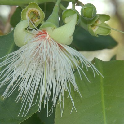 Image of Cocky Apple