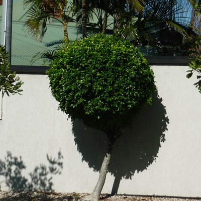 Image of Hills Weeping Fig