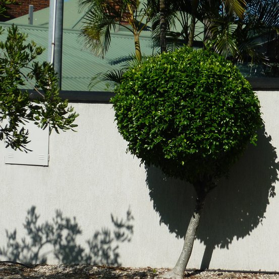 Image of Hills Weeping Fig