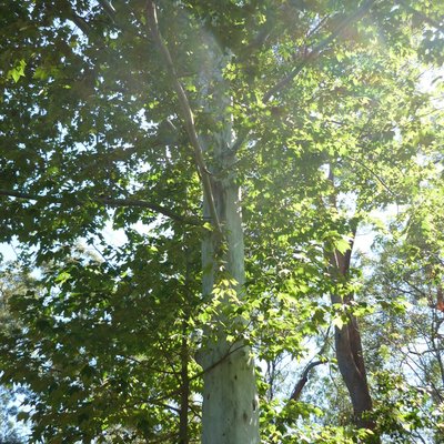 Image of Cut-leaf Plane Tree