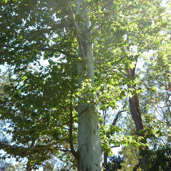 Image of Cut-leaf Plane Tree