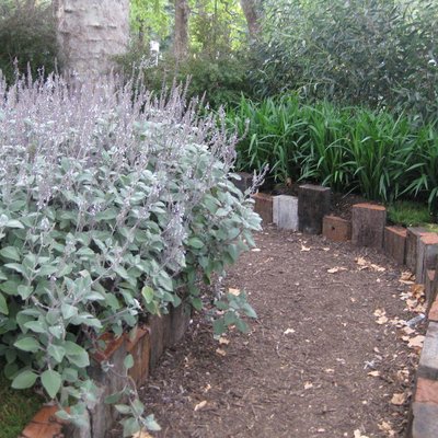 Image of Silver Spurflower