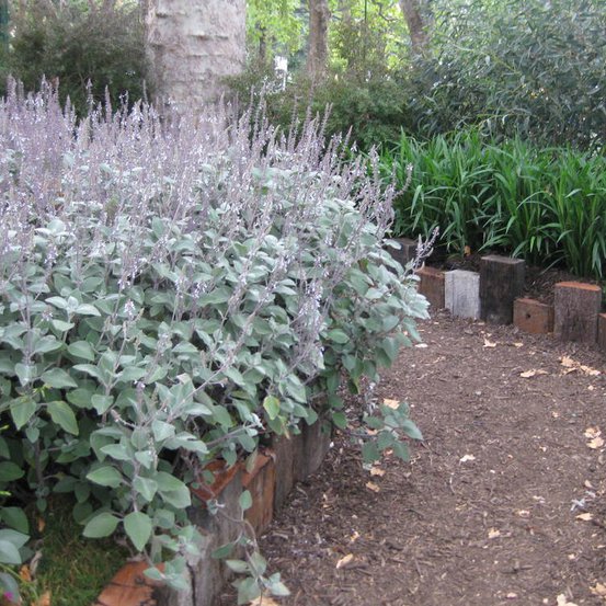 Image of Silver Spurflower