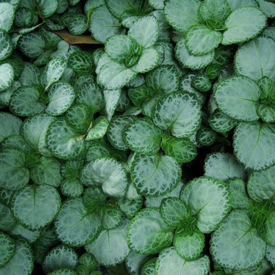 Image of Candle plant