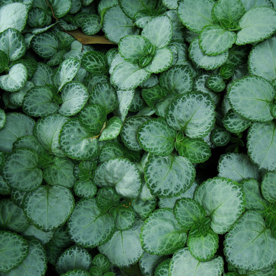 Image of Candle plant