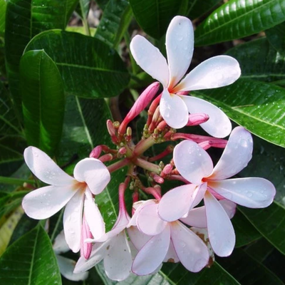 Image of Singapore Frangipani 