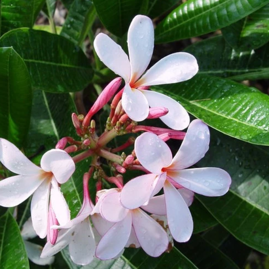 Image of Singapore Frangipani 