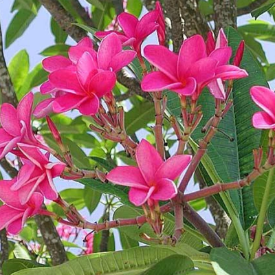Image of Darwin Creme Frangipani