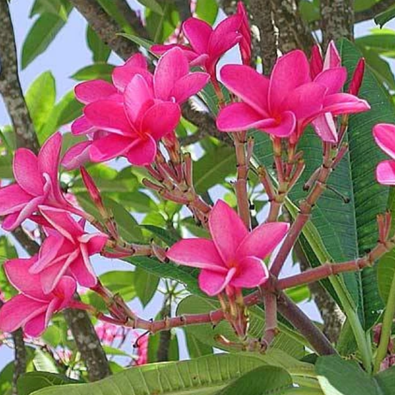 Image of Darwin Creme Frangipani