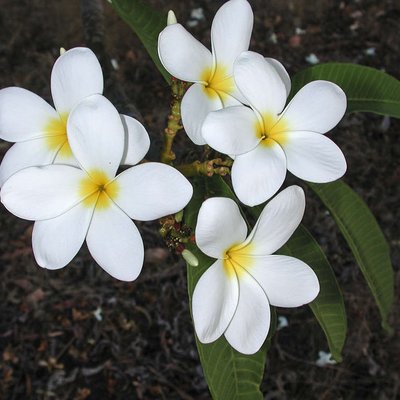Image of Frangipani