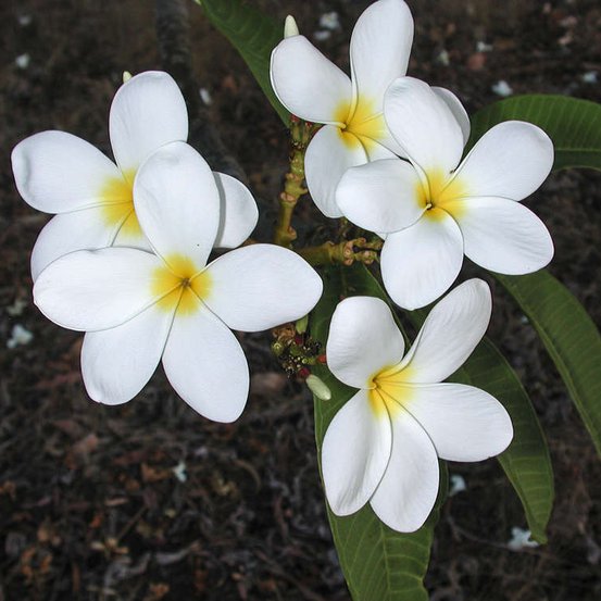 Image of Frangipani