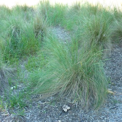 Image of Common Tussock Grass