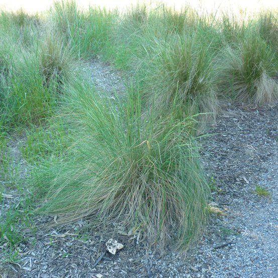 Image of Common Tussock Grass