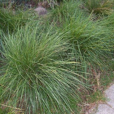 Image of Velvet Tussock Grass