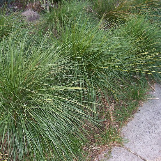 Image of Velvet Tussock Grass