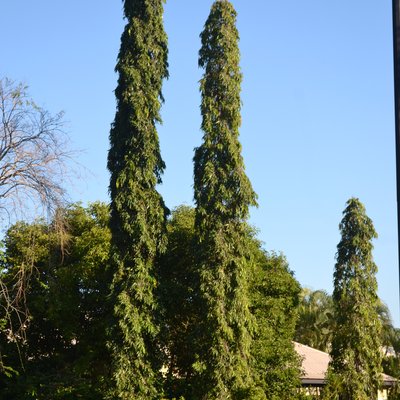 Image of Indian Mast Tree 