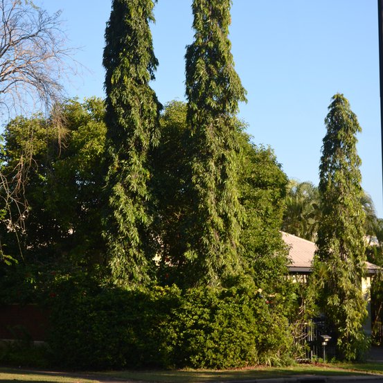 Image of Indian Mast Tree 